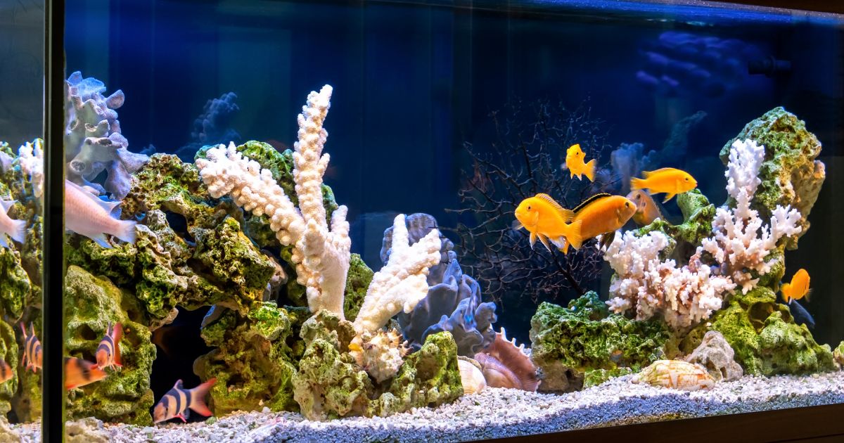 Akvariumai ir terariumai