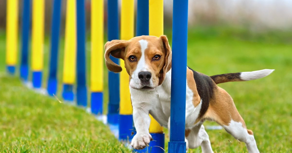 Šunų sportas ir dresūra