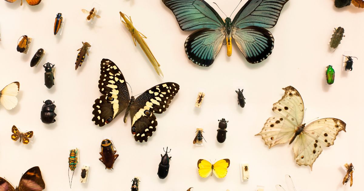 Tematinės kolekcijos