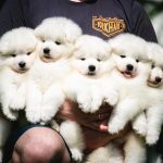 Seminaras "Tolimesnis šuniuko vystymasis bei auklėjimas"