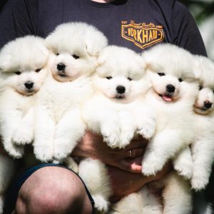 Seminaras "Tolimesnis šuniuko vystymasis bei auklėjimas"