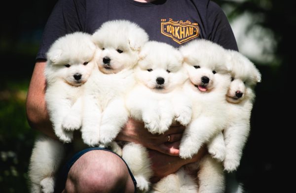 Seminaras "Tolimesnis šuniuko vystymasis bei auklėjimas"