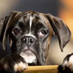 Nuotolinis seminaras „SOS: namuose mažas šuniukas“