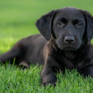 Seminaro įrašas "Sos: šuo šlapinasi namuose"