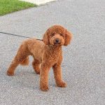 Nuotolinis seminaras SOS: šuo tempia pavadėlį